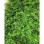 Bolzz ZELENI ZID 3D PARK 40X60 CM