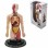 Milla Toys Lutka Ljudski torzo 95/35006